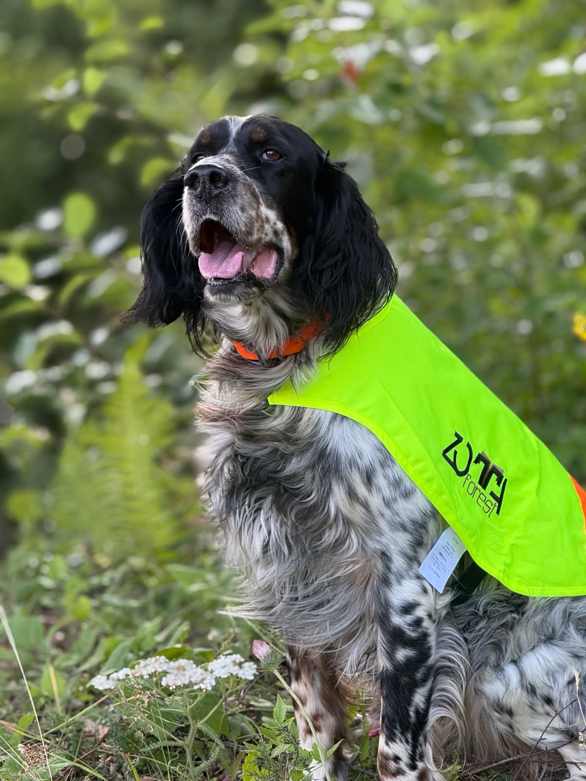 DOG COVER - immagine 5